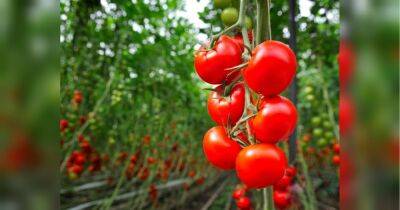 Помидоры не любят, когда их листья мокрые: хитрости выращивания томатов для получения высокого урожая