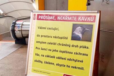 Пассажиров пражского метро попросили не кормить «пернатого зайца»