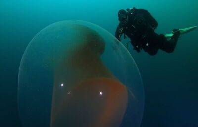 Норвежские ученые запечатлели удивительную находку на дне океана /видео/