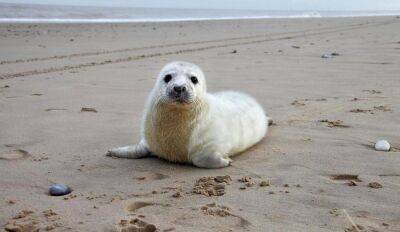 На латвийском побережье спасены уже три тюлененка