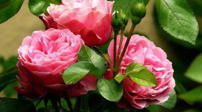 Они вас удивят красотой: что сделать, чтобы розы на участке пышно цвели все лето