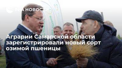 Аграрии самарского предприятия "Кошелевский посад" вывели новый сорт твердой пшеницы