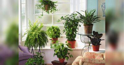 Ухаживаем за комнатными растениями правильно: чем протереть листья от пыли