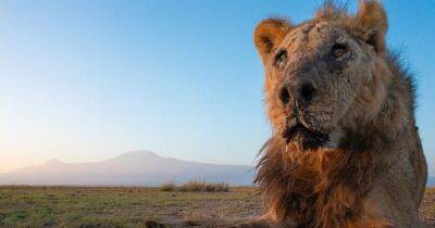 В Африке убили одного старейших львов в мире: раскрыта причина трагедии Лункиито
