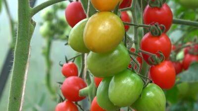 Шесть распространенных ошибок, из-за которых вы останетесь без урожая помидор