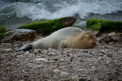 Белобрюхий тюлень получил имя Юлия и обосновался на пляже Яффо