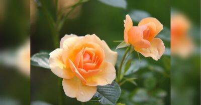 Будут радовать цветением все лето: чем подкормить розы в мае