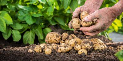 Правила и лайфхаки. Как вырастить большой урожай картофеля на вашем огороде