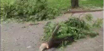Обломки сбитых над Киевом ракет упали на территорию зоопарка: Кличко показал видео последствий