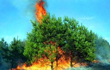 В Кричеве сгорели сотни кубометров леса