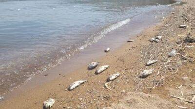 Массовая гибель рыбы: подозрение на отравление воды в ручье возле Кинерета