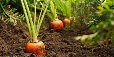 Комплексный подход. Как и чем подкормить морковь для быстрого роста и созревания