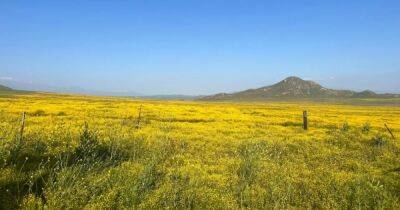 Вонючий "паразит" родом из Африки: гигантская желтая капля поглощает пустыню Сонора