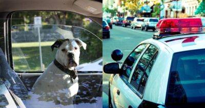 Поменялся местами с собакой: пьяный водитель попытался обмануть полицейских