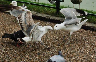 Жителей Твери предостерегают от контактов с чайками, они могут быть заразны