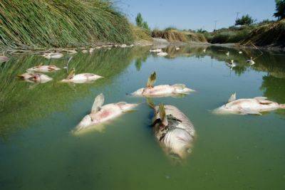 Массовая гибель рыб в устье реки, впадающей в Кинерет: в воде обнаружены опасные пестициды