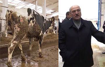 Лукашисты проведут конкурс красоты среди коров