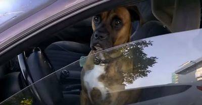Пьяный водитель поменялся местами с собакой, чтобы убедить копов: чем закончилась "комедия"
