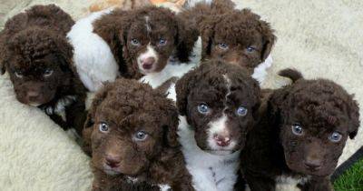 В Великобритании родились восемь щенков самой редкой породы собак в мире