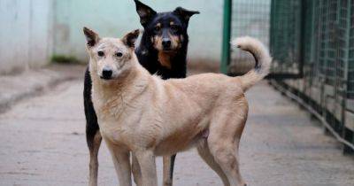 "Вытаскивать раненых": в Госдуме хотят отправить бездомных собак воевать в Украине (видео)