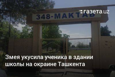 Змея укусила ученика в здании школы на окраине Ташкента