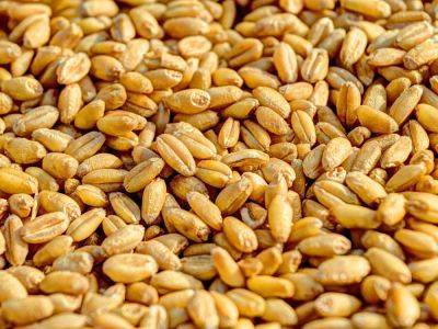 После продления "зерновой инициативы" в мире снизились цены на пшеницу