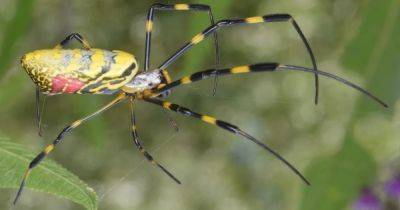 Нежные гиганты. Ученые обнаружили, что одни из самых больших пауков в мире крайне застенчивы - focus.ua - США - Украина - штат Теннесси - шт. Южная Каролина - шт. Джорджия - штат Алабама