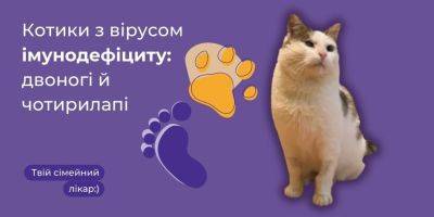 Вирус иммунодефицита животных. Что нужно знать, чтобы ваш котик или кошечка прожили долгую жизнь - nv.ua - Украина - шт. Калифорния