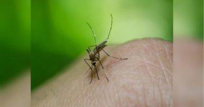 Если заедают комары: несколько способов «без химии» избавиться от назойливых насекомых