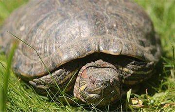 В Гродно в реке заметили редкую для Беларуси черепаху