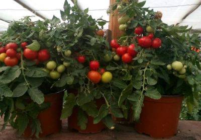 Сосед собирает сразу тазик: какой урожай помидоров можно вырастить на балконе