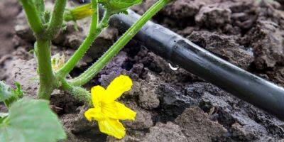 7 ключевых правил полива огурцов, которые помогут увеличить ваш урожай вдвое