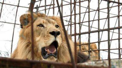 Лев загрыз 6-летнего ребенка в зоопарке Газы