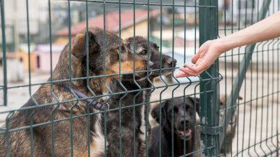 Тверские зоозащитники выступили против проекта закона, позволяющего убивать бездомных животных