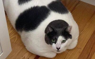 Самый толстый кот в мире сел на диету - korrespondent.net - США - Украина - Монако - Richmond