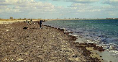 Откроют ли пляжи в Одессе этим летом: в ОВА ждут предложений военных и мэрии