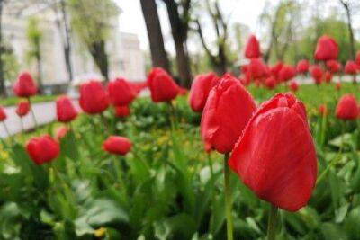 Погода в Одессе: прогноз на 3 мая 2023 | Новости Одессы