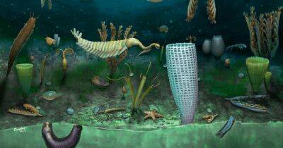 Каким был океан 462 млн лет назад: ученые нашли 170 новых видов, живших еще до динозавров - focus.ua - Украина - Англия