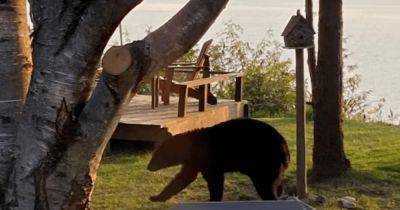 Медведь пробрался в коттедж и полакомился кормом для птиц (фото)