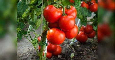 Бросьте эту чудо-таблетку в лунку при посадке томатов: они сразу начнут расти, и никогда не будут болеть