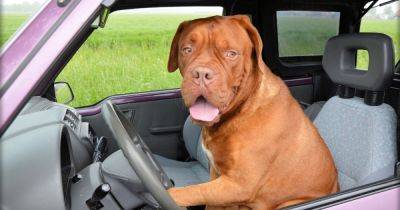 Пьяный водитель посадил собаку за руль, чтобы избежать наказания: полиция не поверила