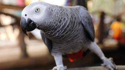 Супруги чуть не развелись из-за говорящего попугая: что он сболтнул