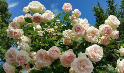 Вот так вы угробите все ваши розы: названы 6 главных ошибок при уходе за этим прекрасным цветком