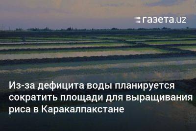 Из-за дефицита воды планируется сократить площади для выращивания риса в Каракалпакстане
