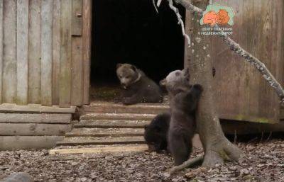 Медвежата из Центра Пажетновых в Тверской области топят в болоте фотоловушки