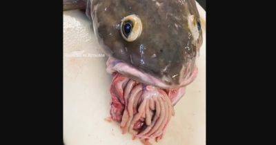 Проглотившая крошку Ктулху. Рыбак показал жуткие фото рыбы со странным пучком, торчащим изо рта (фото)