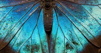 Назад к истокам. Все бабочки произошли от одного древнего предка 100 млн лет назад - focus.ua - Украина - шт.Флорида - Антарктида