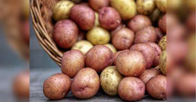 Когда и чем подкормить картофель, чтобы он вырос крупным и вкусным, а урожай увеличился втрое