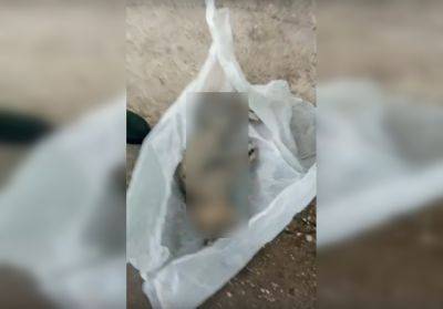 В Тверской области пенсионерка убила соседского кота
