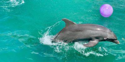 Млекопитающие не развлечение. Казино Mirage в Лас-Вегасе отправило последних дельфинов в заповедник - nv.ua - Украина